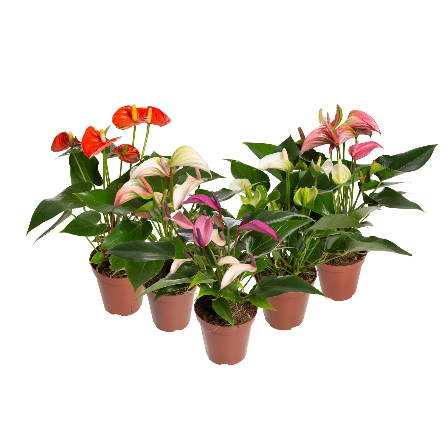 Anthurium Mini Variado Pote 12